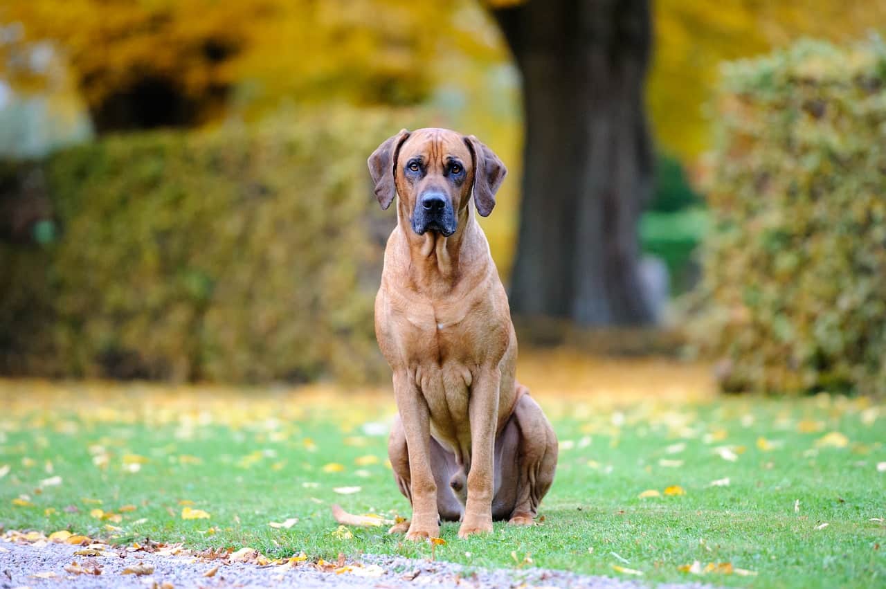 100-perfect-hound-dog-names-doggowner