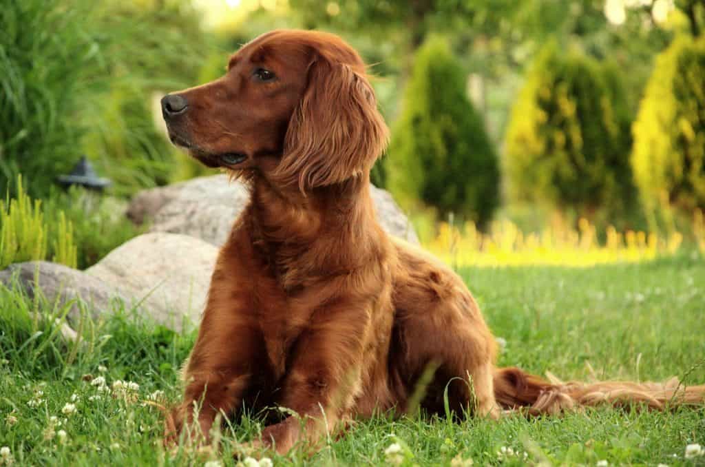 100-awesome-irish-names-for-dogs-doggowner