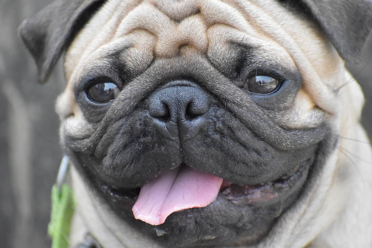 140+ Perfect Pug Dog Names | DoggOwner