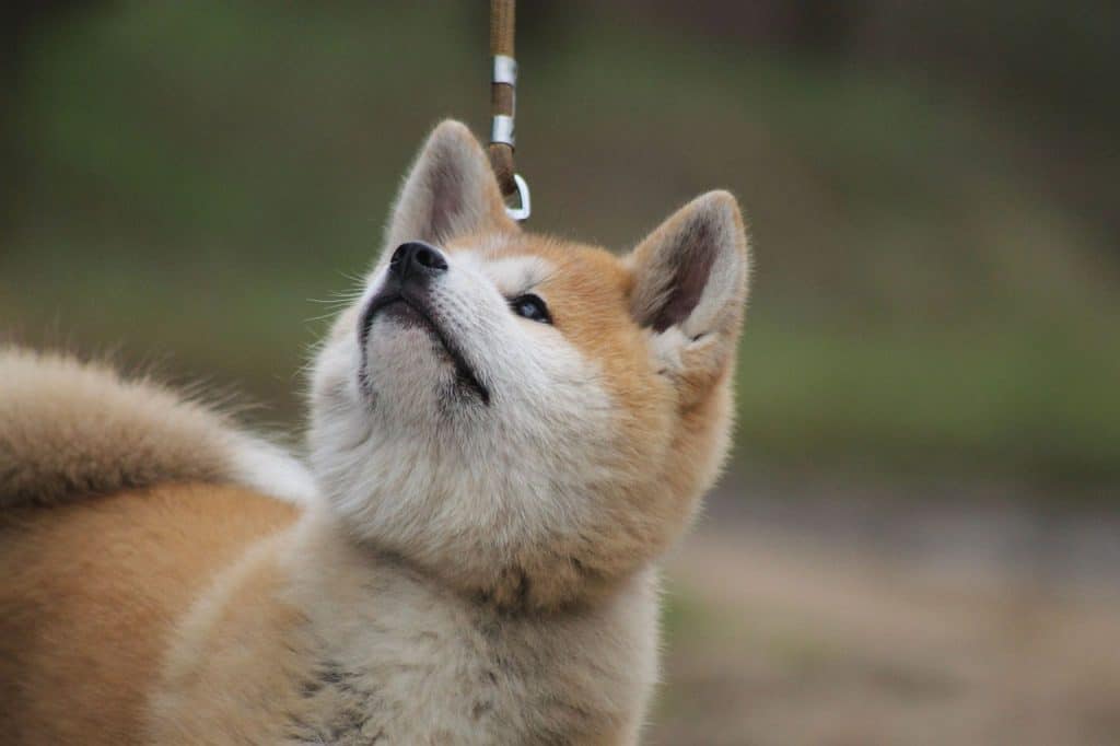 An Akita Inu on a walk looking up at their owner