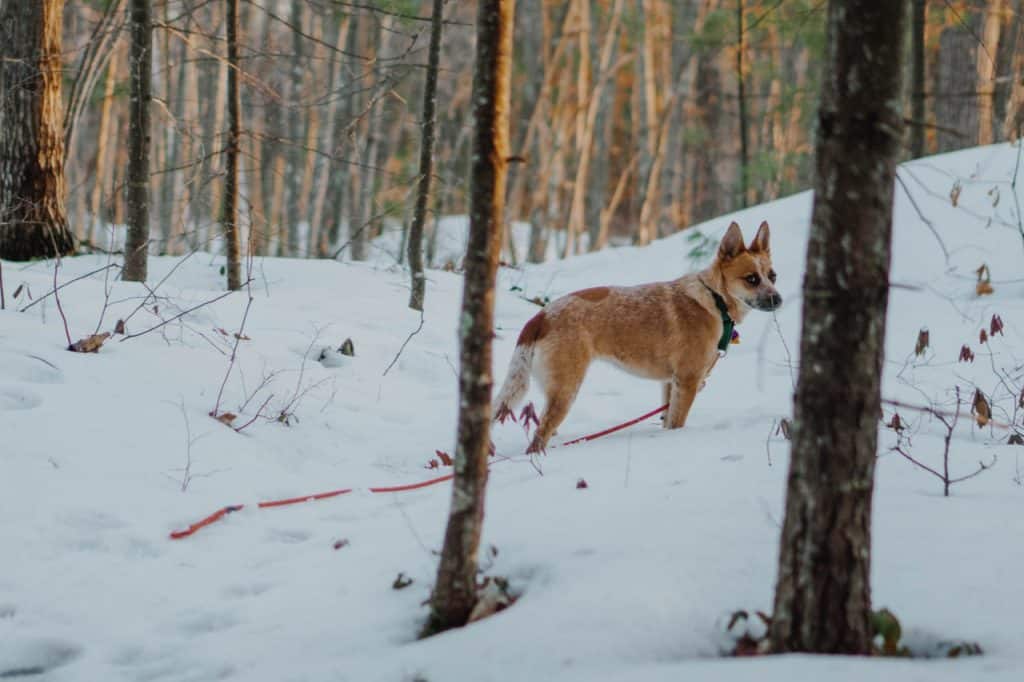 a Red Heeler standing in snow in a forest