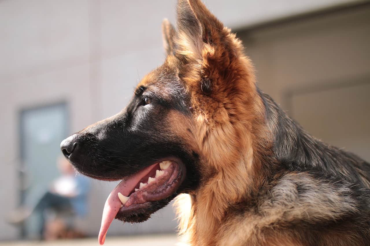 a closeup of a young german shepherd dog