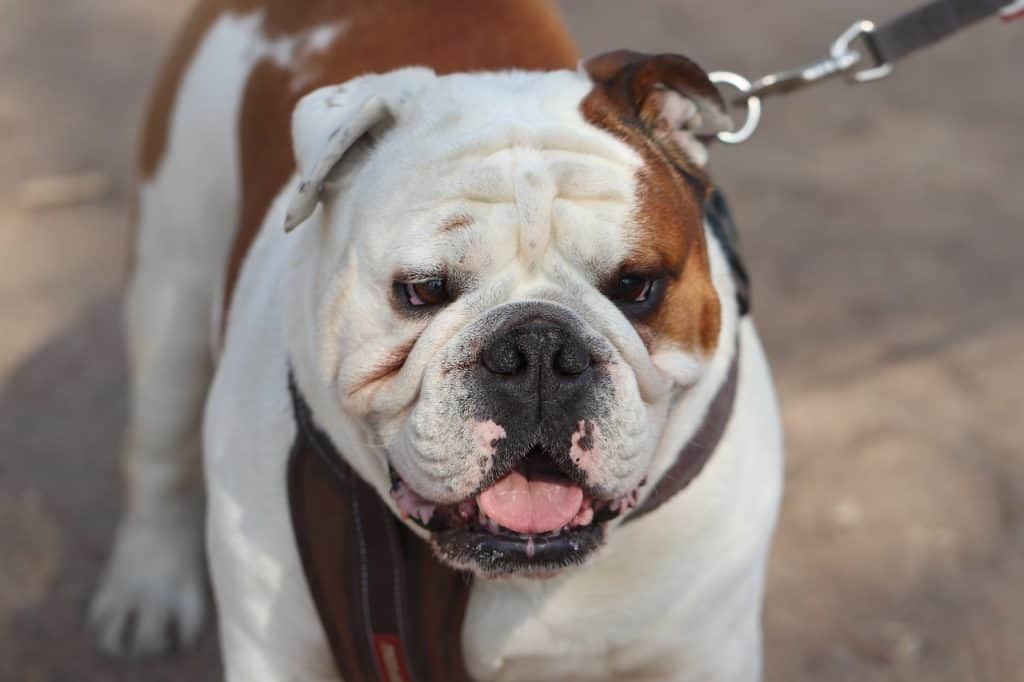 a closeup of an English bulldog on a walk