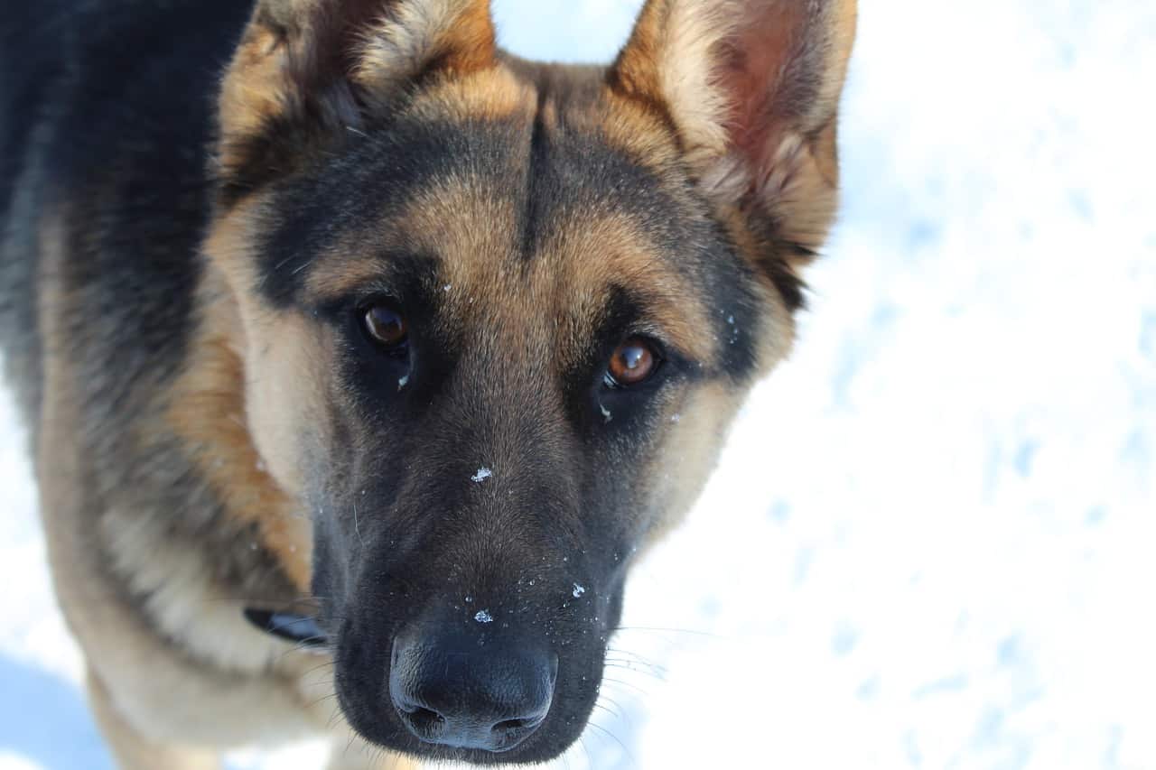 a closeup picture of a German Shepherd standing in snow