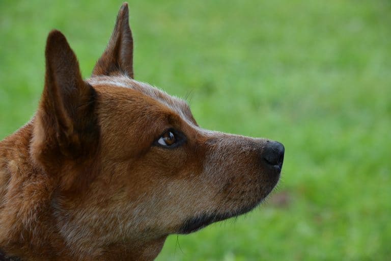 Red Heeler: 9 Things You NEED To Know Before Getting One | DoggOwner