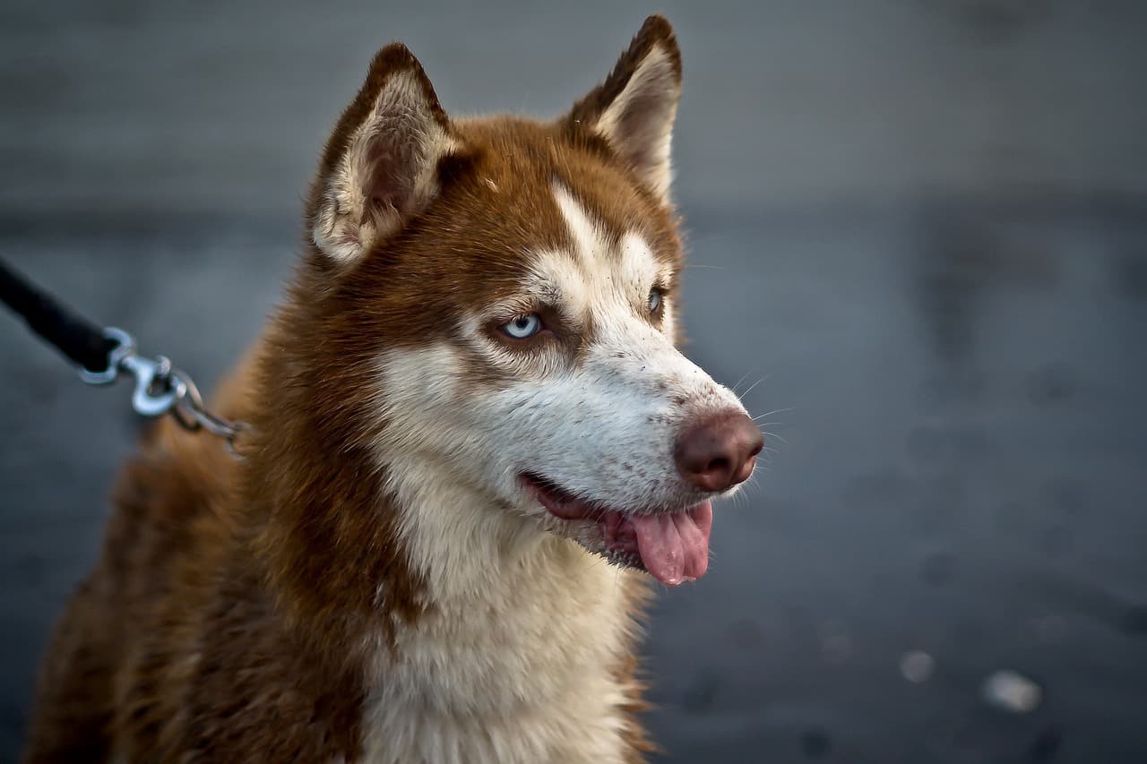 200 Brown Dog Names That Match Your Dog PERFECTLY! | DoggOwner