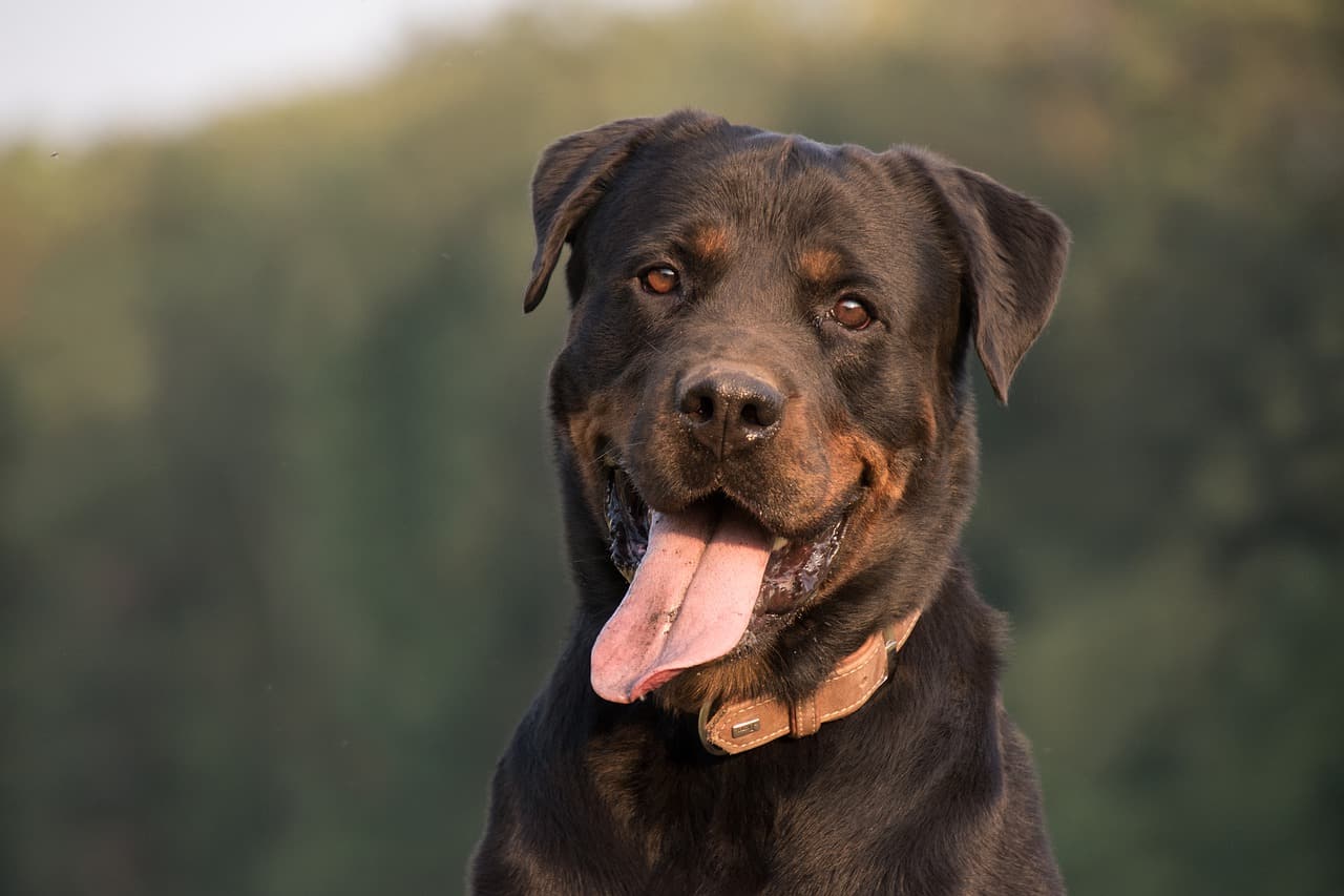 a closeup picture of a rottweiler with their tongue out