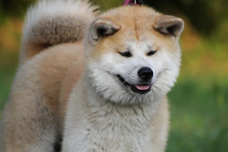 Akita Inu: MUST Know Things Before Getting One | DoggOwner