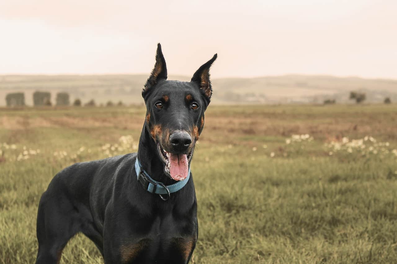 a doberman standing in a field with rolling hills in the background