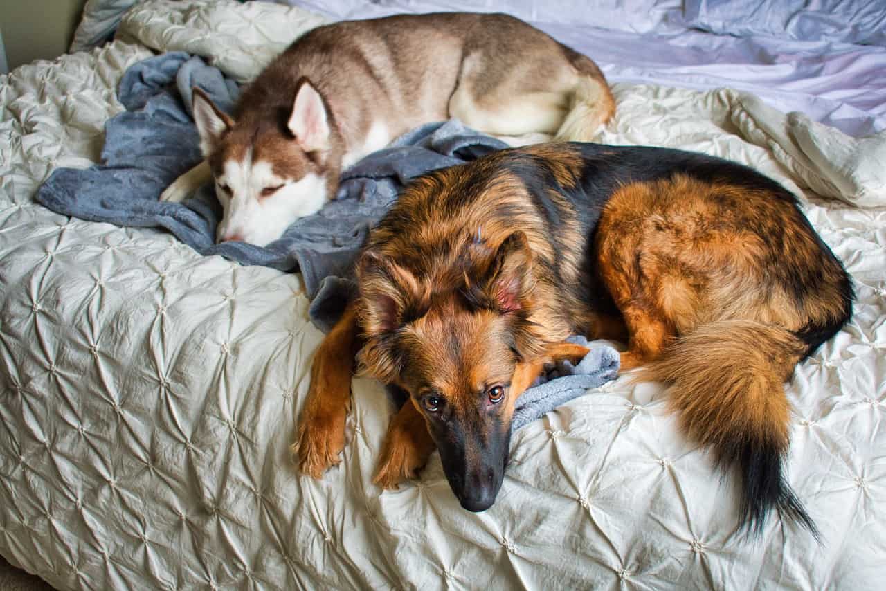 a german shepherd laying next to a Siberian Husky on a bed