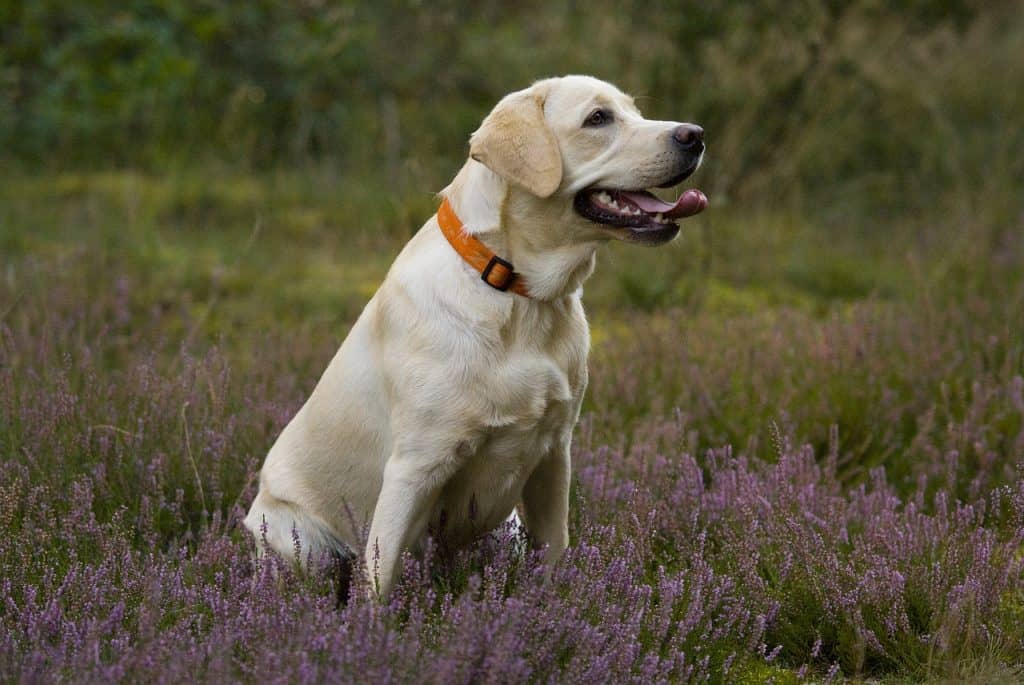 Labrador vs German Shepherd Breed Comparison - First Time Dog Owner ...