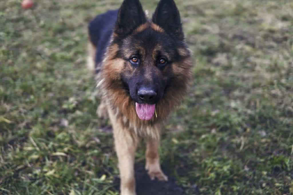 a picture of a German Shepherd standing in grass with their tongue out