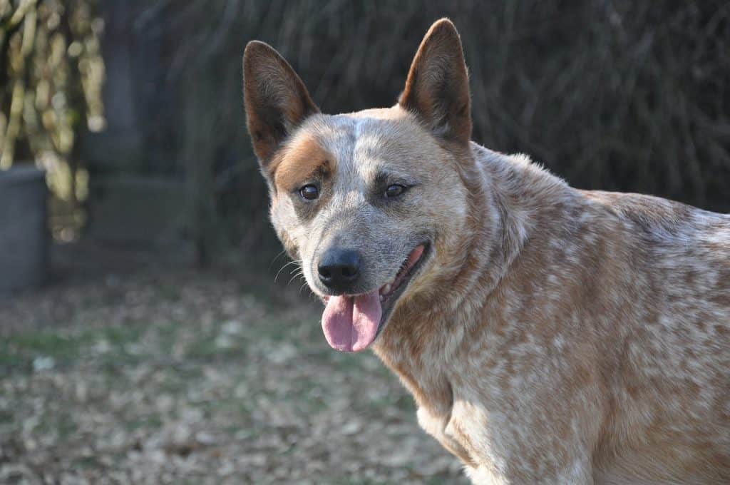 a red heeler with a merle coat