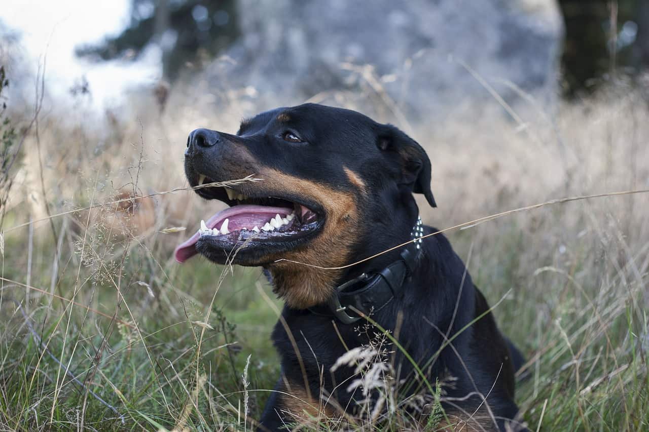 a rottweiler laying down in a grass field
