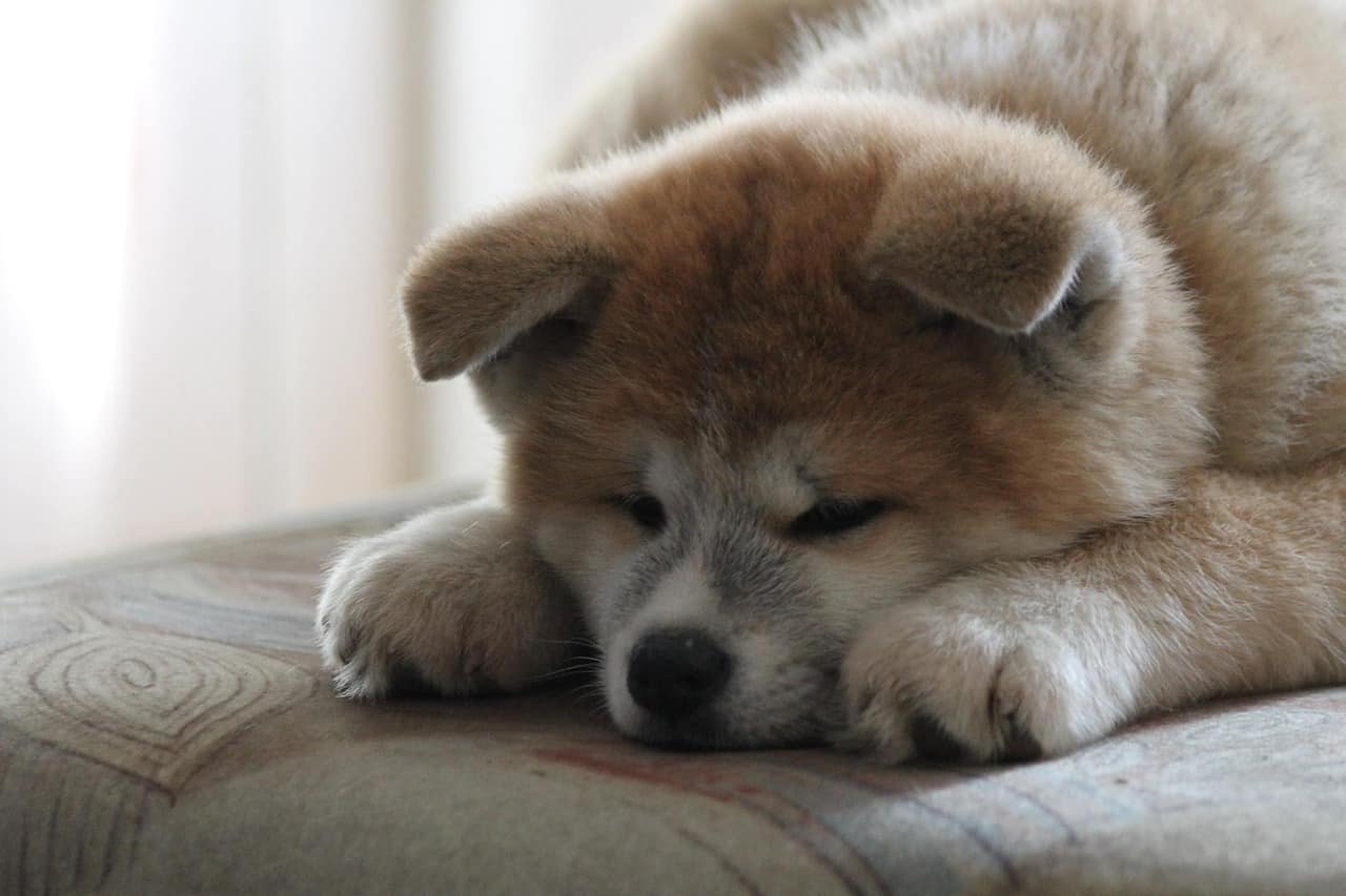 Akita Inu: MUST Know Things Before Getting One | DoggOwner