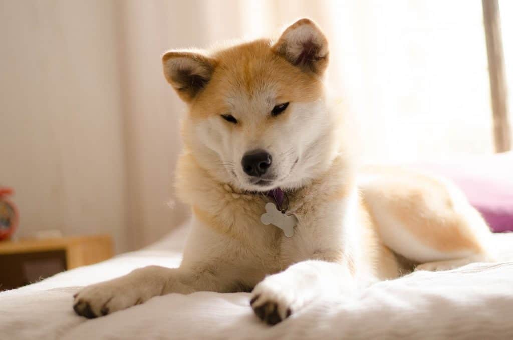 Akita Inu: MUST Know Things Before Getting One | DoggOwner