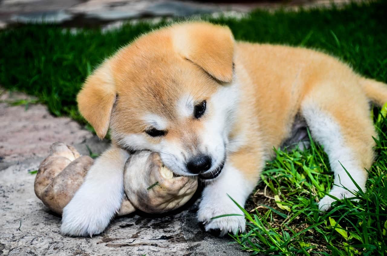 Akita Inu: MUST Know Things Before Getting One | DoggOwner