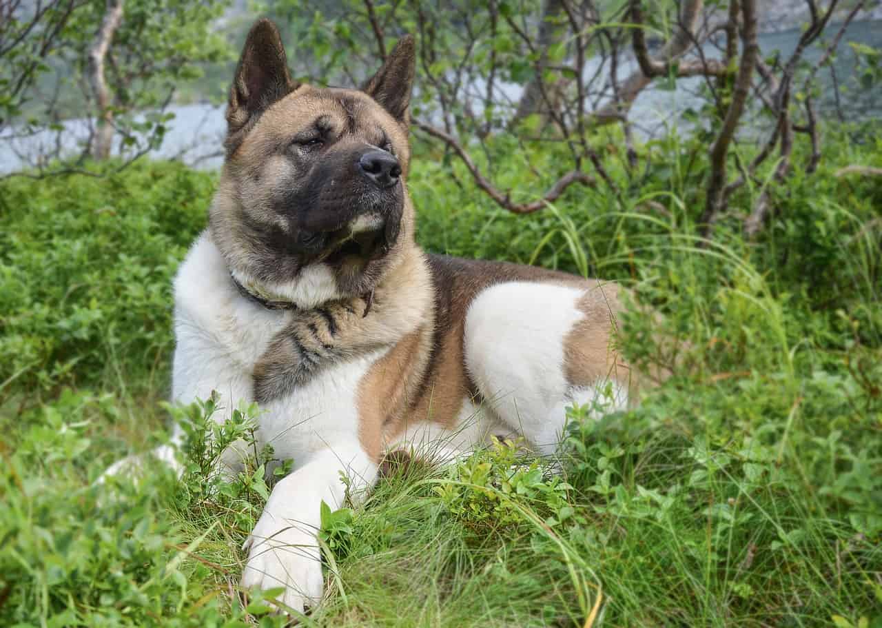 Akita Inu: MUST Know Things Before Getting One | DoggOwner