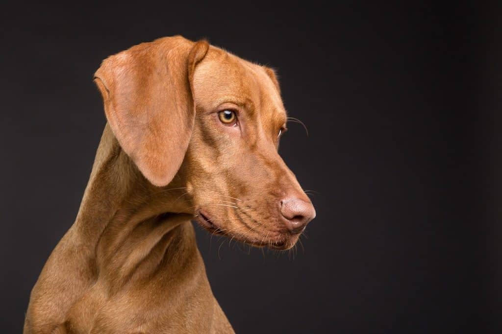 White Brown Dog Names