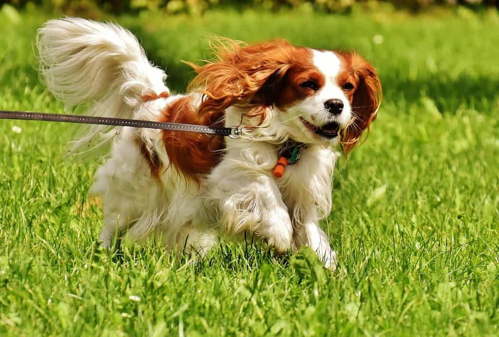 cavalier king charles spaniel running through grass on a leash