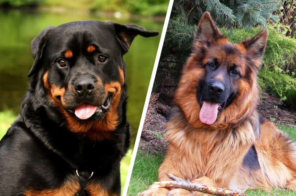 Rottweiler Vs German Shepherd: Which Dog Is Better? | DoggOwner