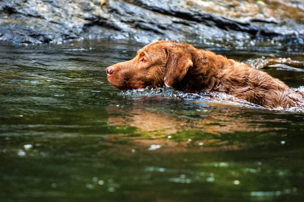 a Chesapeake Bay Retriever swimming in a stream