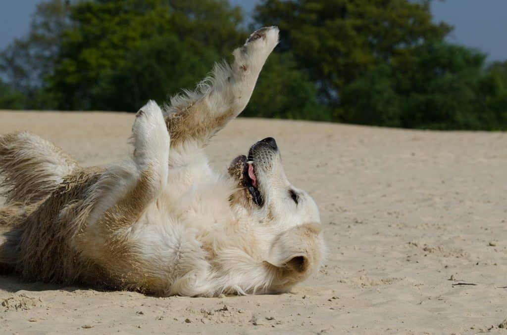 a Golden Retriever laying on its back on a beach