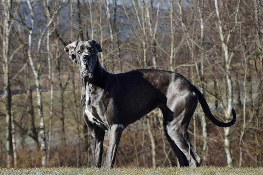 a Great Dane standing in front of a forest