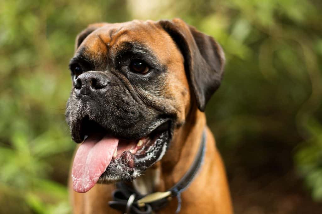 a closeup of a Boxer dog standing outdoors panting