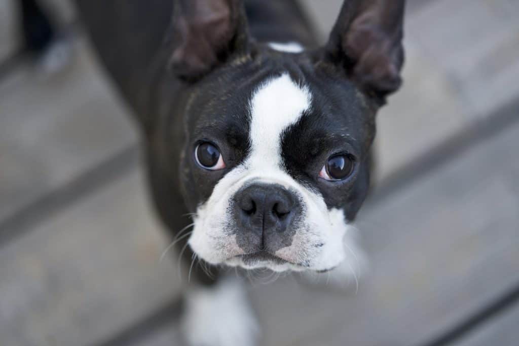 a closeup picture of a Boston Terrier from above
