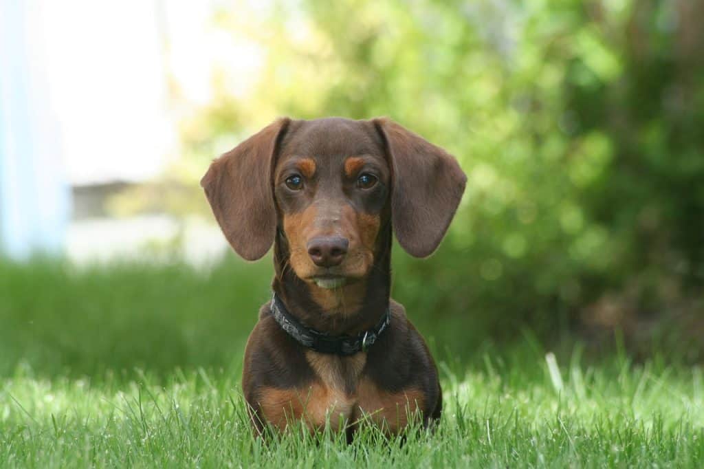 a dachshund laying in green grass