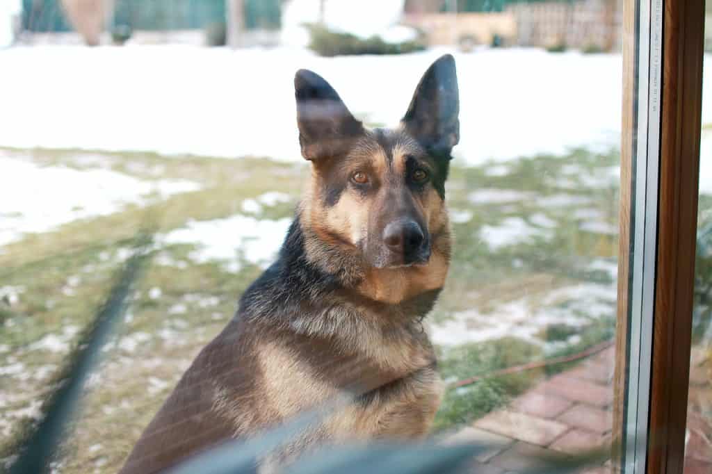 a picture of a German Shepherd standing outside in snowy grass