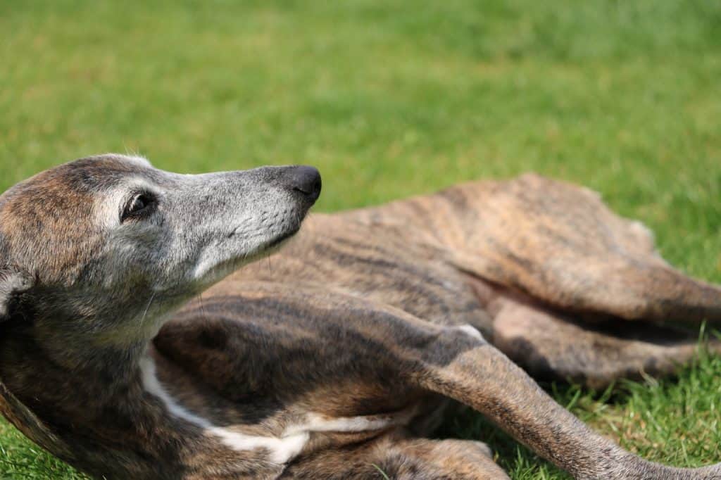 a Whippet resting in grass