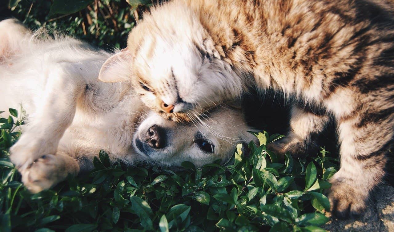 Best Dogs For Cats: Why Not Have Both?