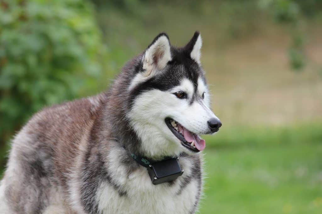 Siberian Husky Price How Much Does a Siberian Husky Cost