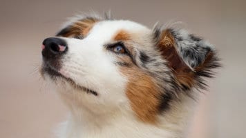 Why Do Australian Shepherds Have No Tail?