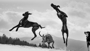 Will Great Danes Jump Fences?