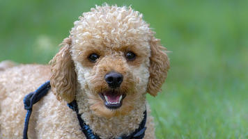 Will My Poodle’s Coat Get Curly? It Depends…