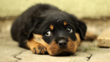 Can Rottweilers Be Left Alone?
