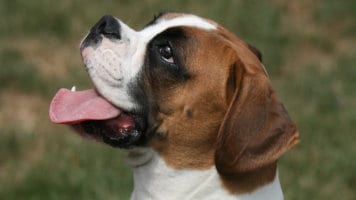 Do Boxers Drool? A Lot More Than You May Think!