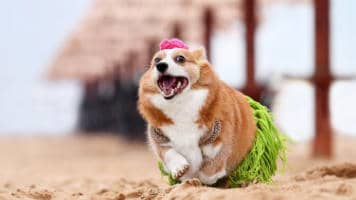 Do Corgis Bark A Lot? Read This Before Getting One