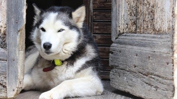 Will Huskies Protect You? You May Need To Do This…