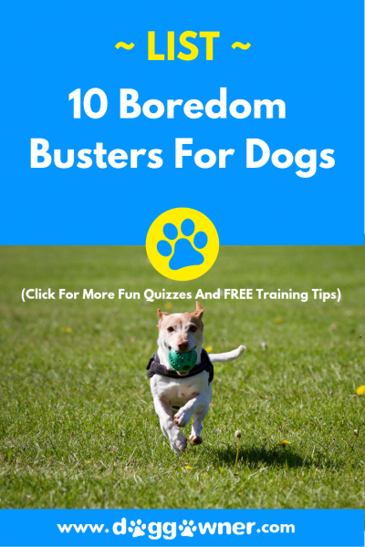 The 10 boredom busters for dogs DoggOwner pinterest image