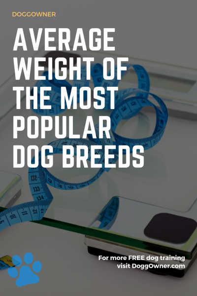 Average weight of the most popular dog breeds pinterest image