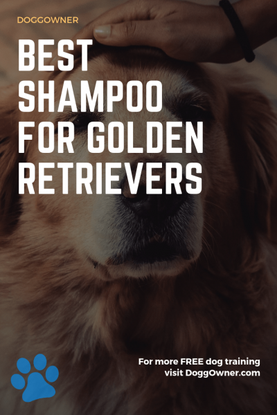 Best shampoo for golden retriever pinterest image